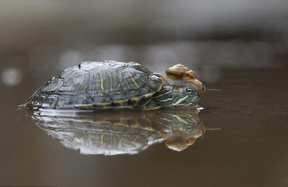 忍耐龜任攀任踩任搭