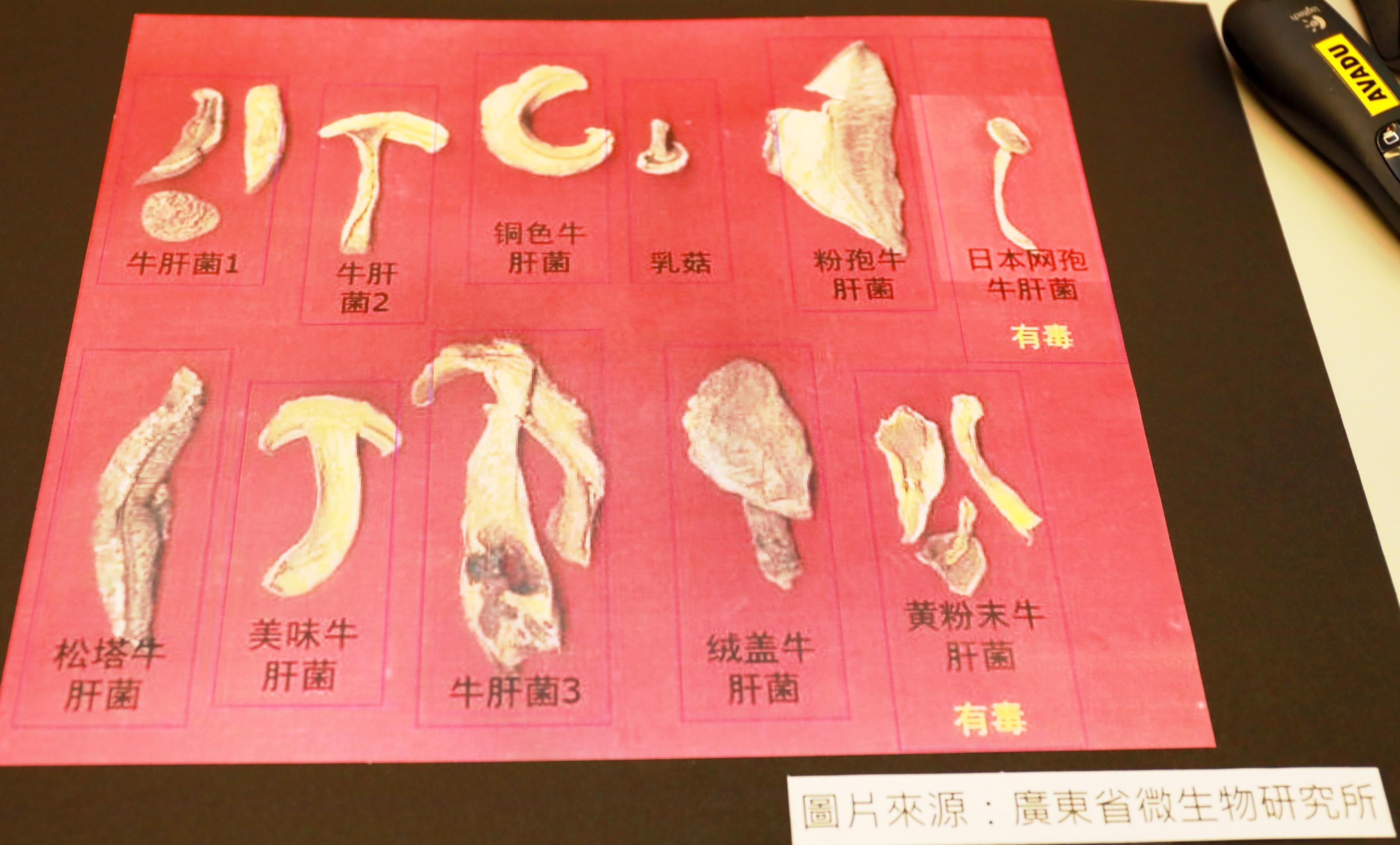 牛肝菌中毒個案升