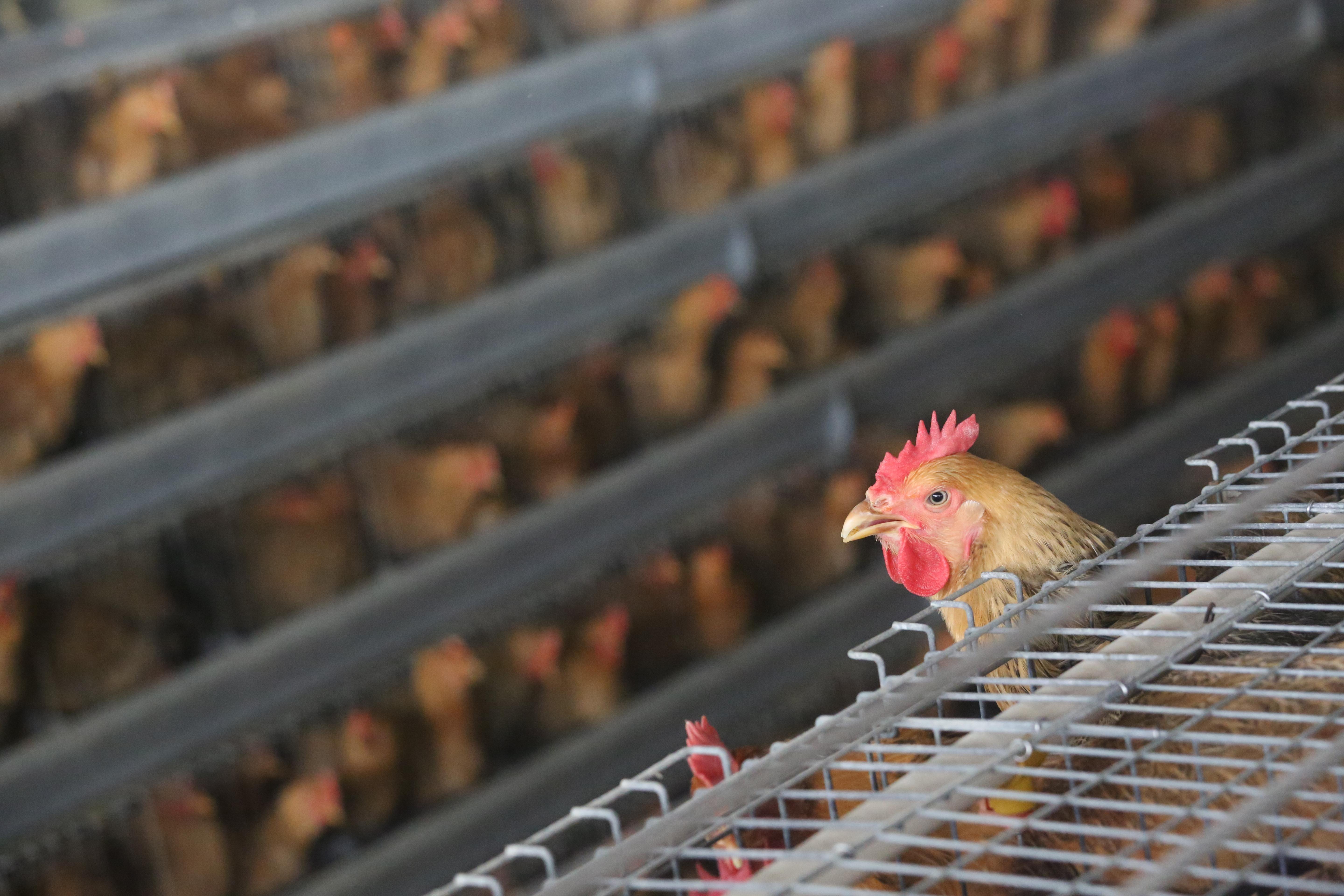 內地增28宗H7N9個案 4人死亡