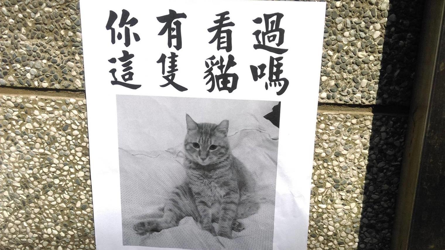 「你有看過這隻貓嗎？」　以為係尋貓告示結果……