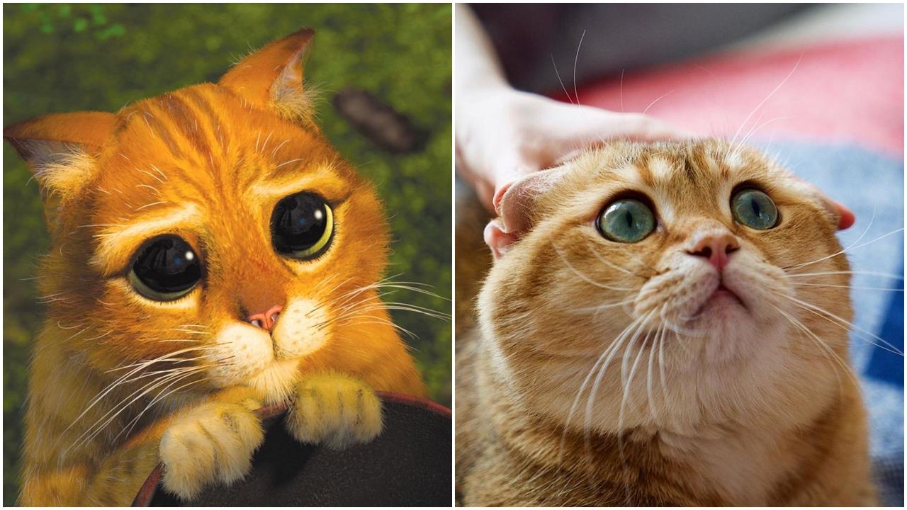 《史力加》皮靴貓從電影走出來？