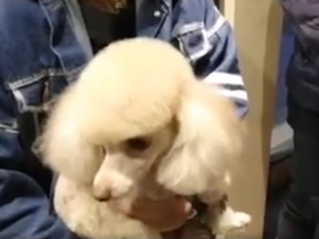 3歲大貴婦走失逾月 警接報迅速尋回