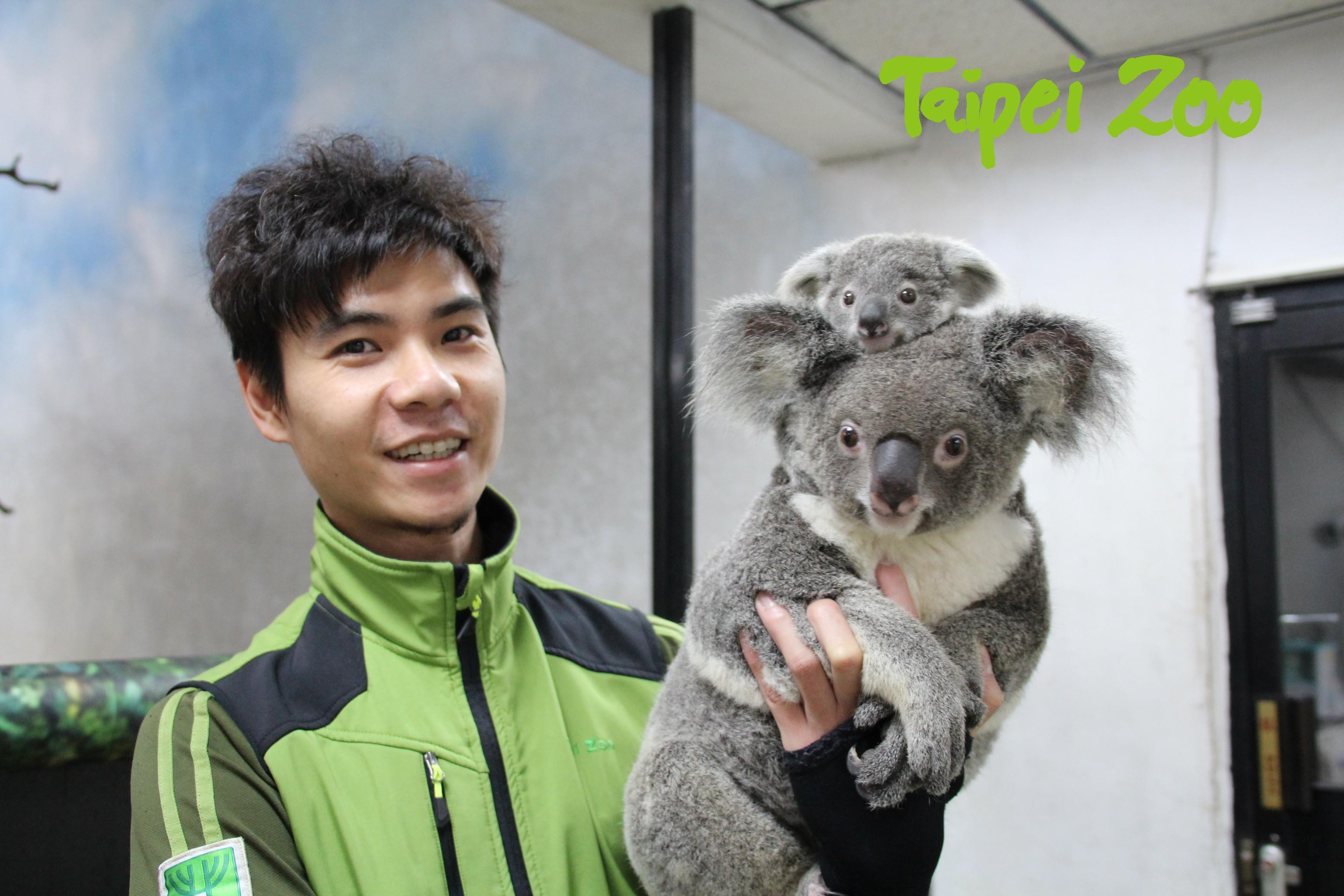 台北動物園樹熊寶寶開學啦