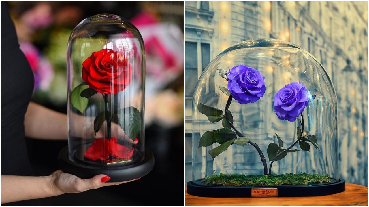 真實版「美女與野獸」永恆玫瑰