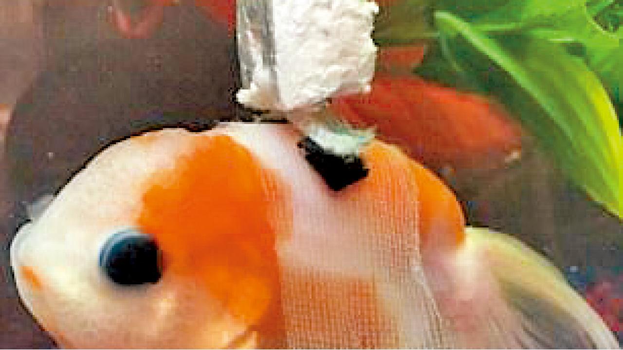 輪椅金魚抗反肚