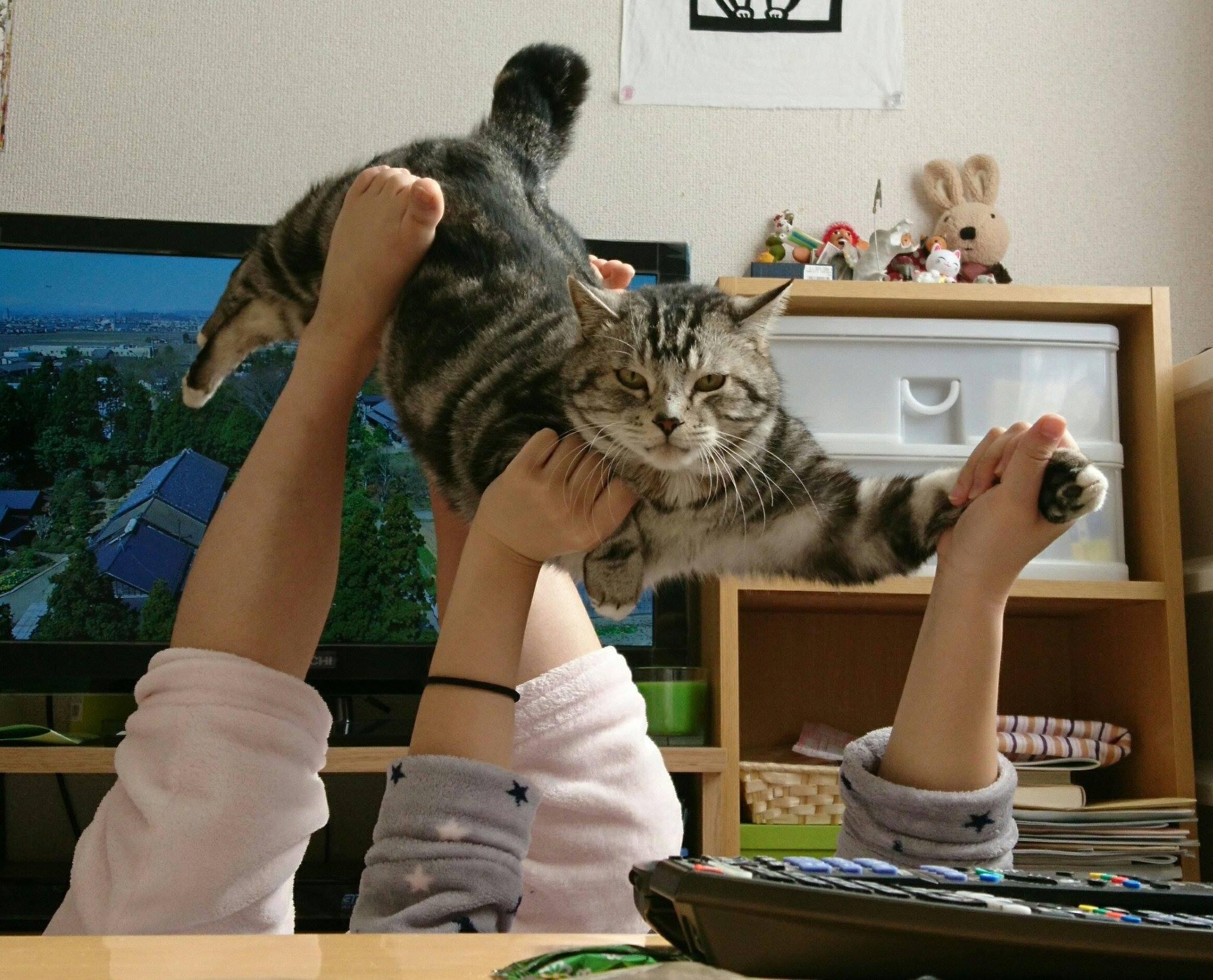 貓貓平靜臉「被起飛」