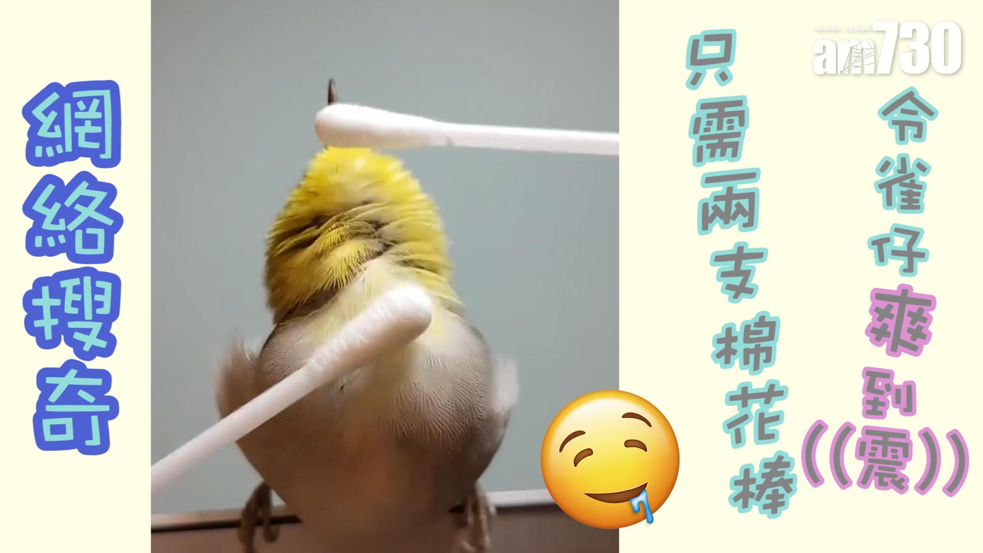 令雀仔嘆到震只需兩支棉花棒……