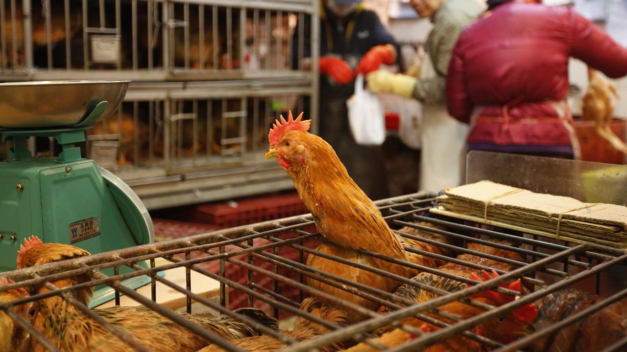 雞鴨業公會指改建雞檔成本應由政府承擔