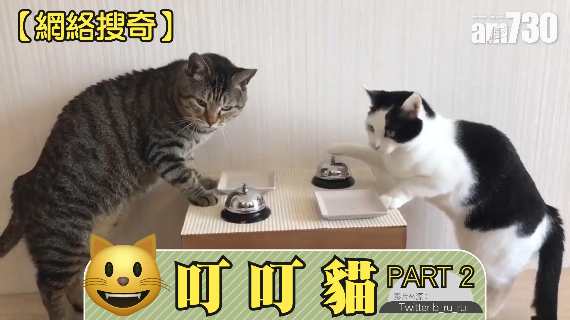 叮叮貓 (2) 