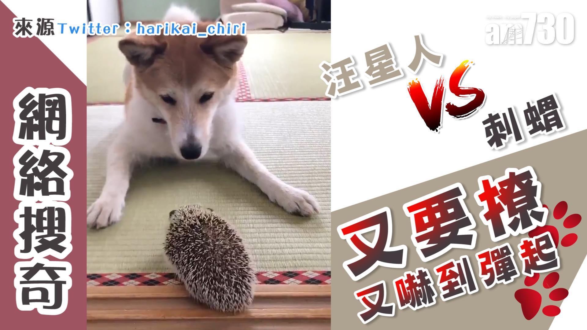 汪星人VS刺蝟 又要撩又嚇到彈起