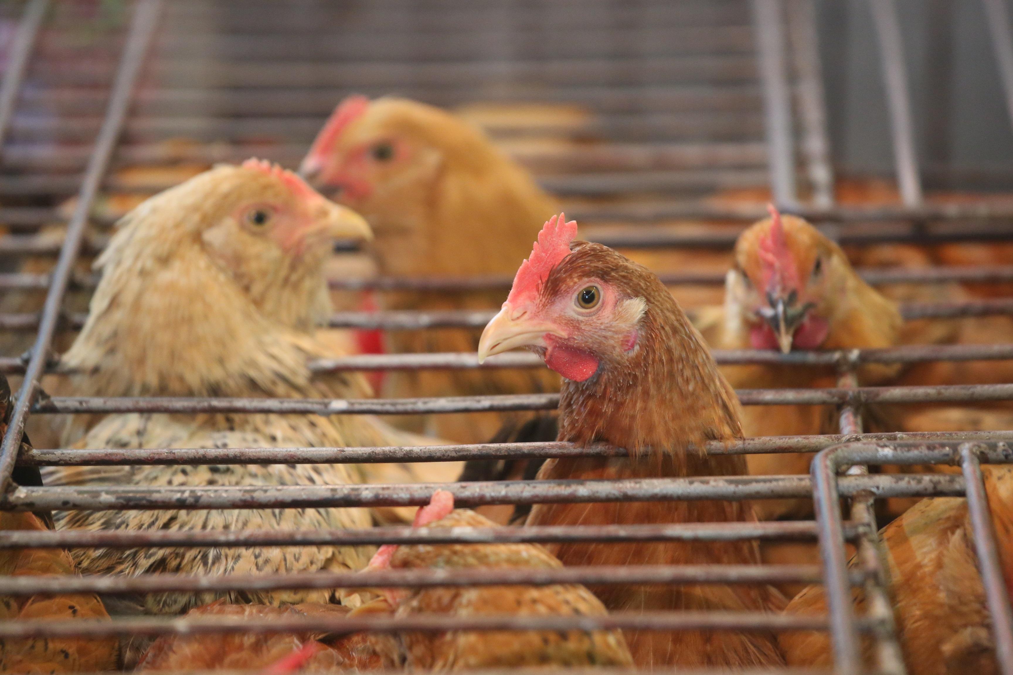 內地通報22宗H7N9個案