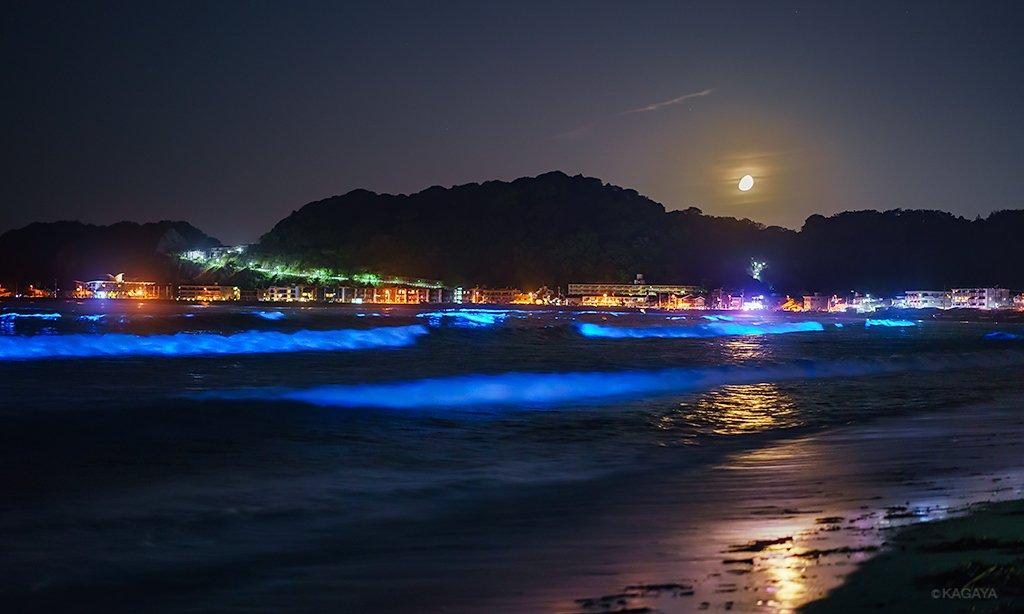 日本鎌倉海岸現紅潮藍眼淚