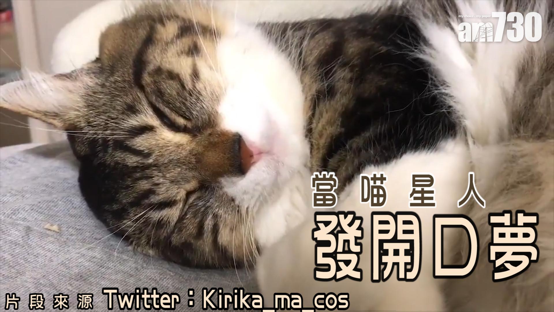 當喵星人發開口夢