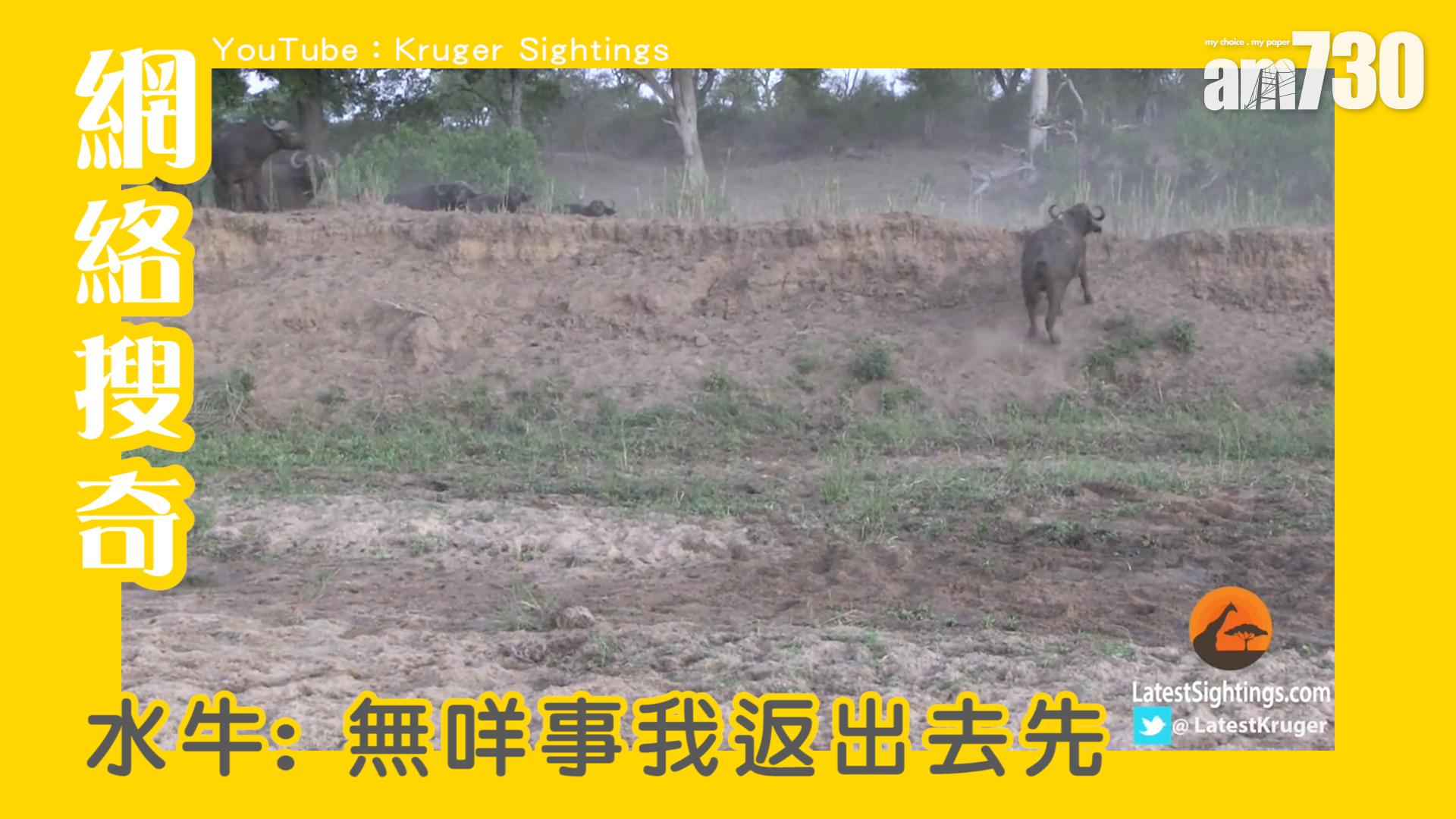 水牛：無咩事我返出去先