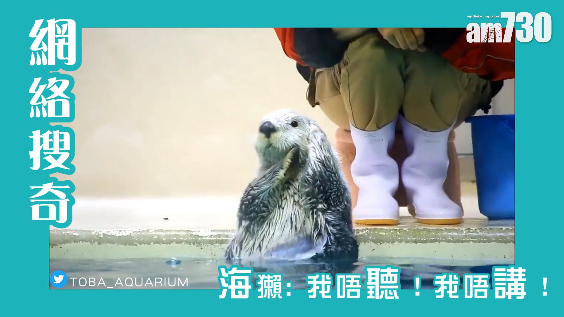 海獺：我唔聽！我唔講！