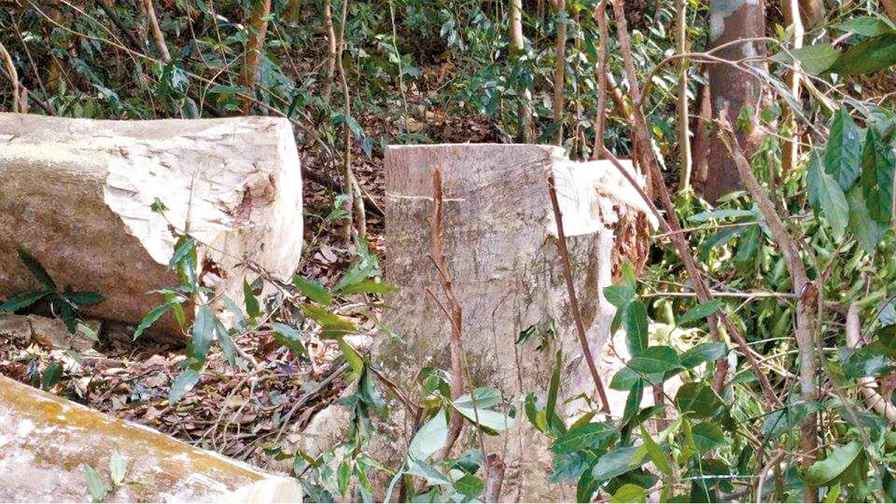 倡「從郊區帶回市區」  市建局擬廣種沉香樹