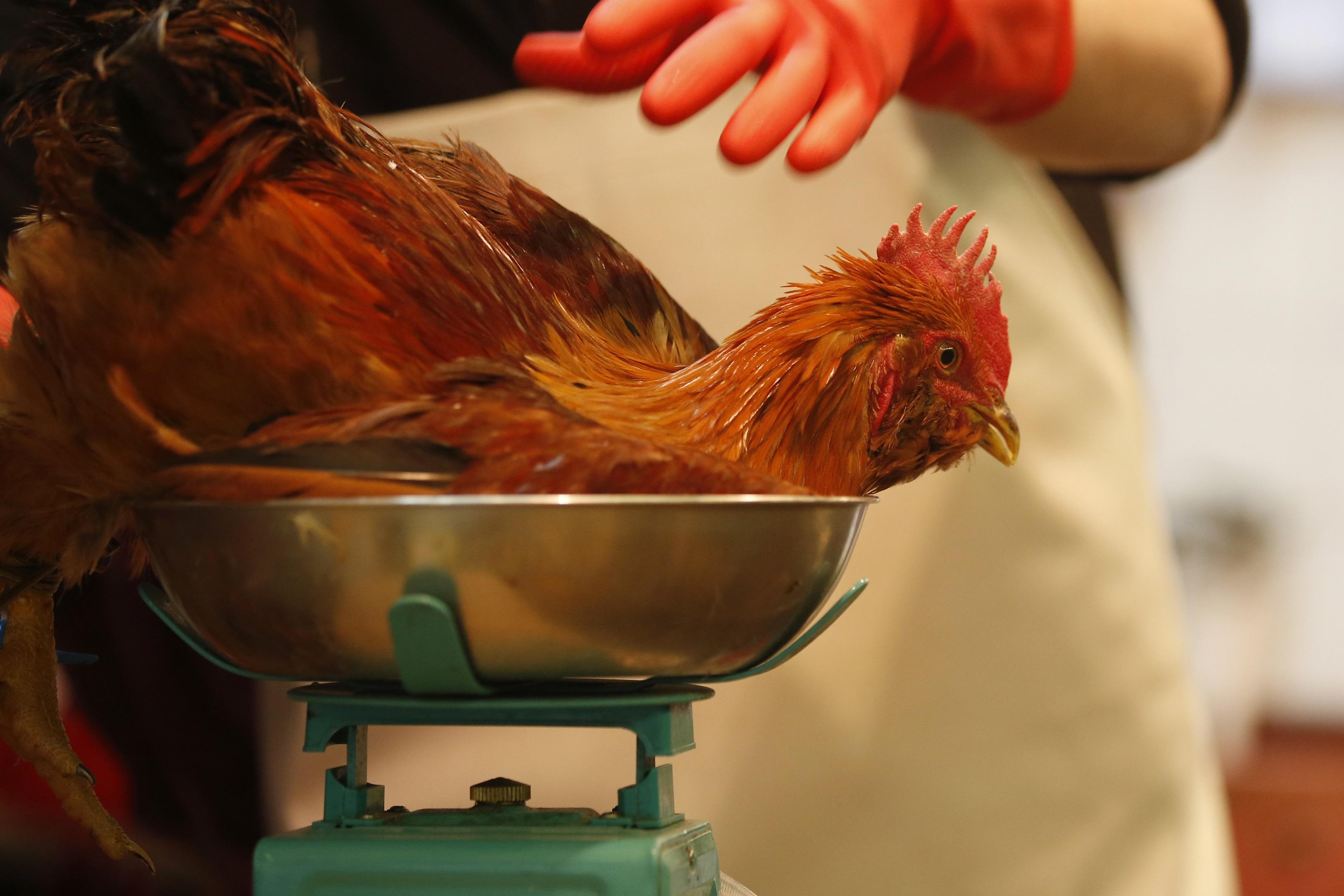 市民業界支持保留零售活家禽