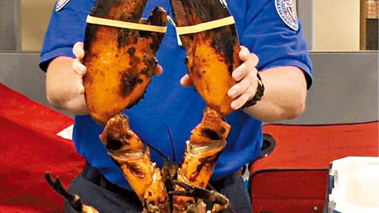 美機場搜出巨活龍蝦