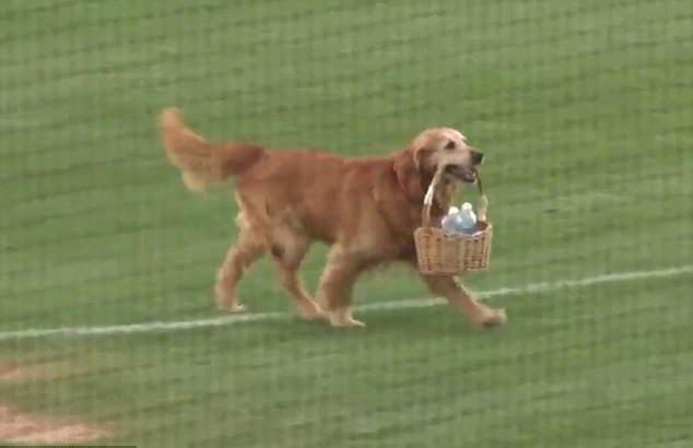 茶水金毛犬人見人愛