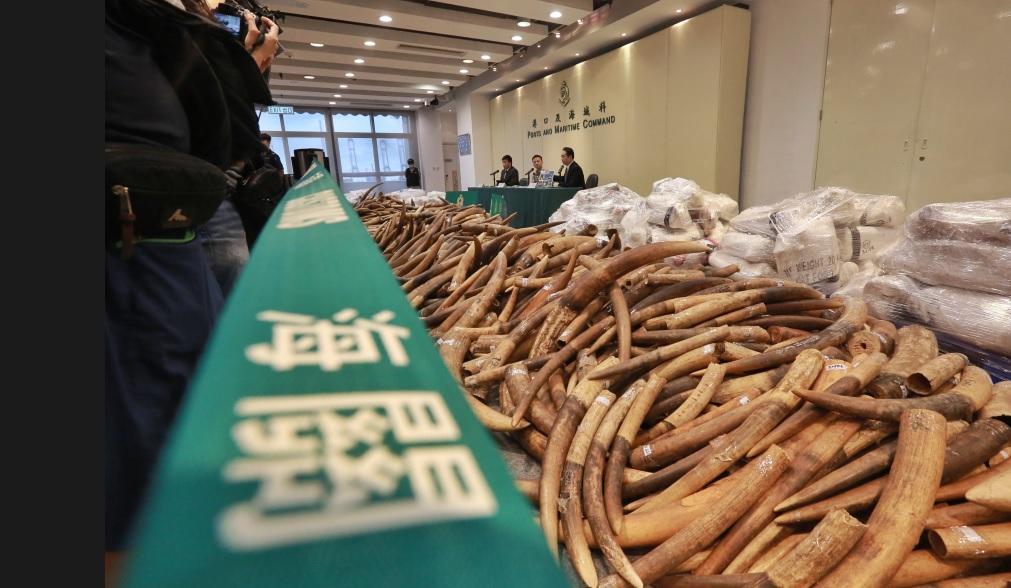 海關葵涌檢7噸走私象牙30年最多