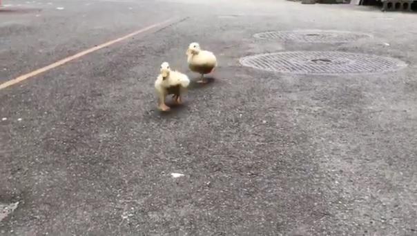 小黃鴨為乜忽然加速？原來趕住見friend(有片)