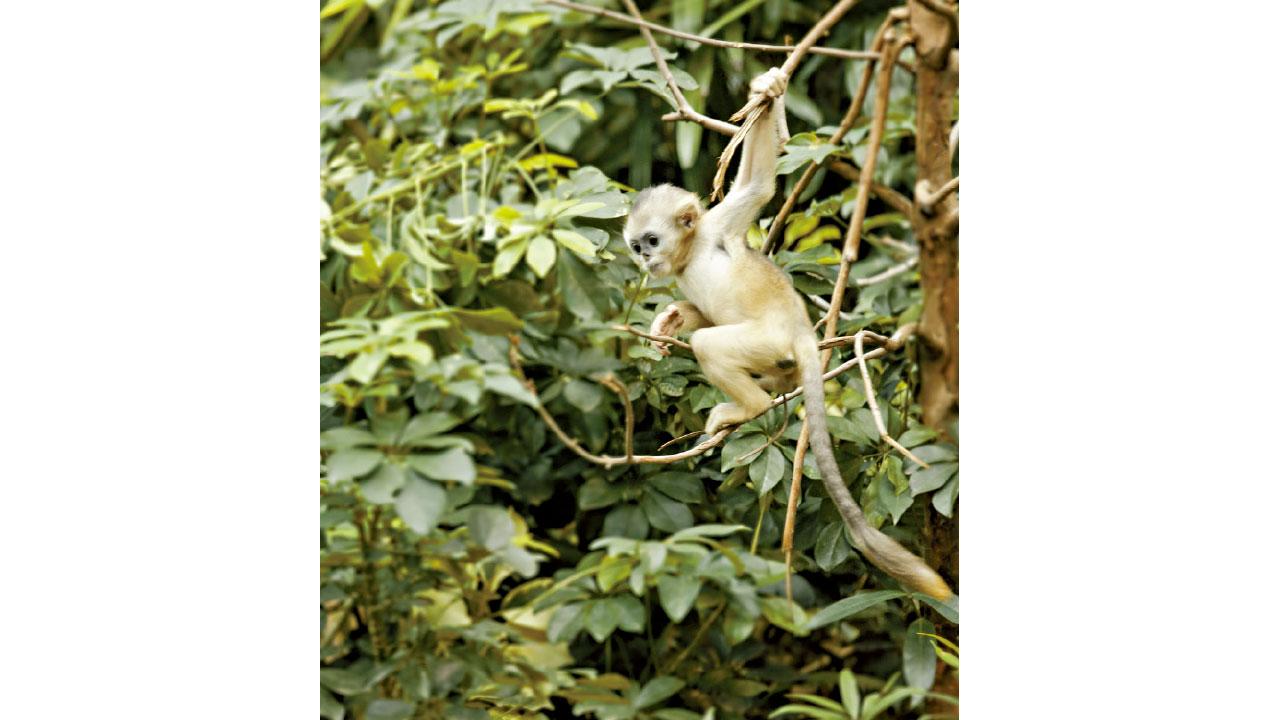 海洋公園川金絲猴BB叫樂奇