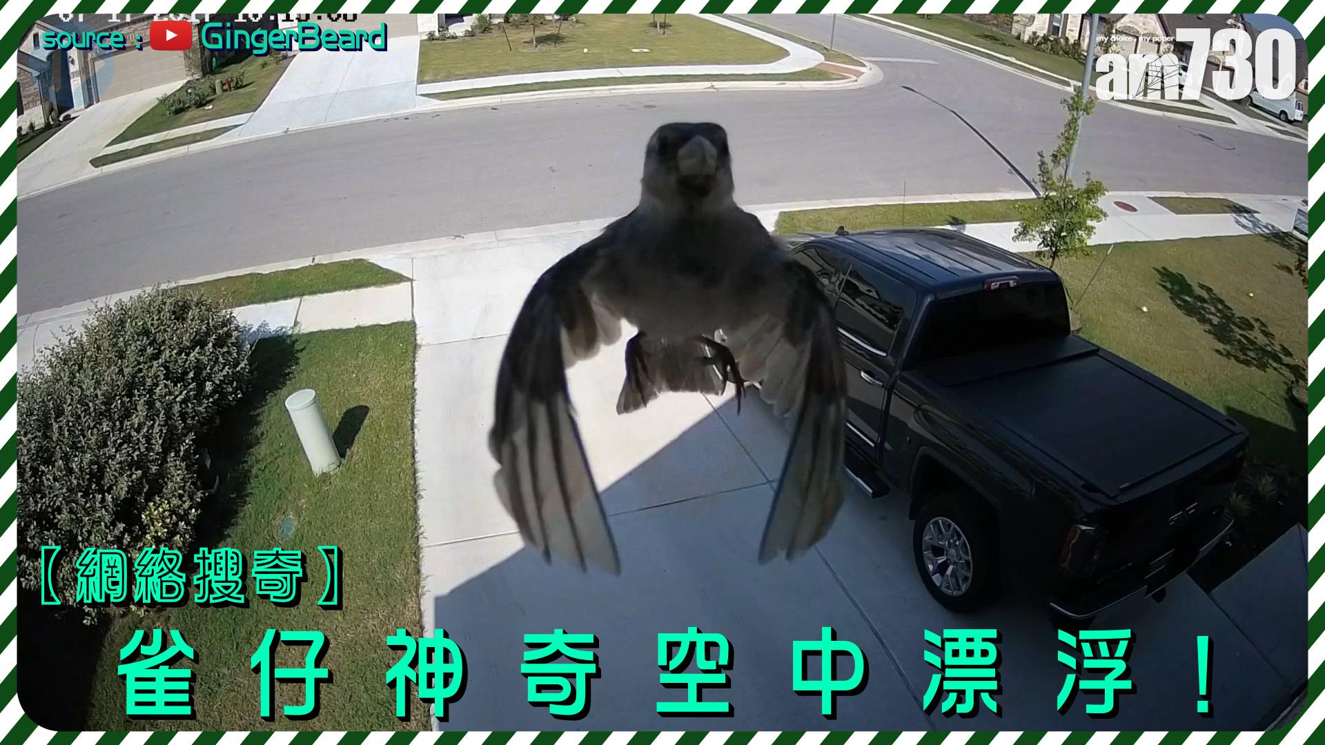 雀仔神奇空中漂浮！