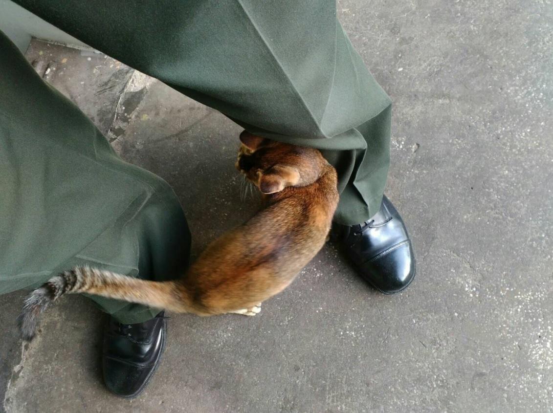 塘福懲教所疑丟貓至荒野