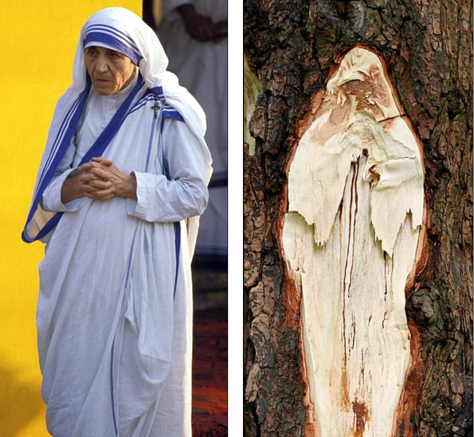 德蘭修女赫現斷枝