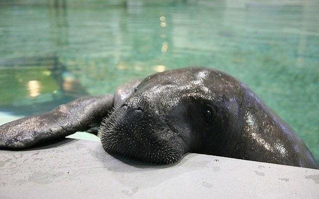 全球最老69歲海牛 困水管內遇溺 
