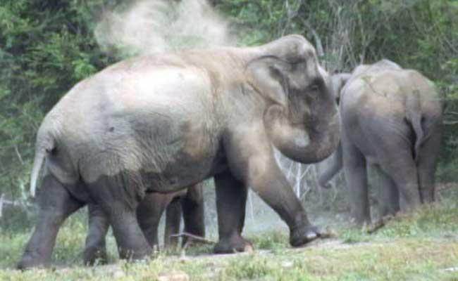 城市化致棲息地被佔 印大象老虎日殺一人