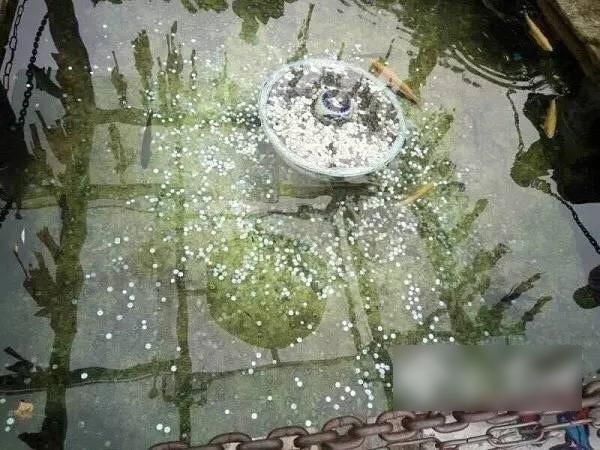 撈走麗江許願池7元硬幣 河北男被拘10日