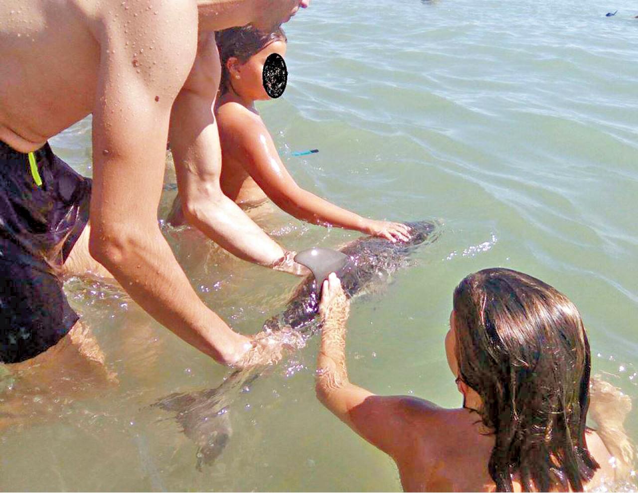 擱淺沙灘遭活捉自拍   西班牙數百遊客 「玩死」小海豚