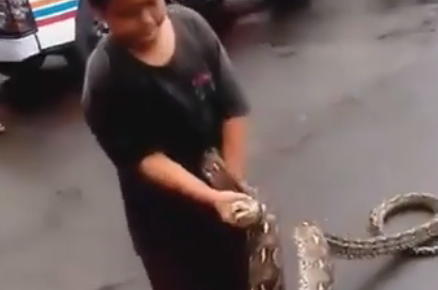 【有片】無懼巨蛇吐舌 男童徒手捉仲跳舞挑釁