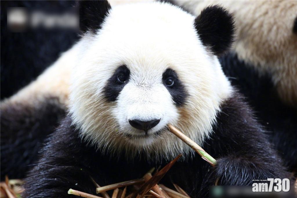 內地徵颱風名 熊貓皮皮蝦候選