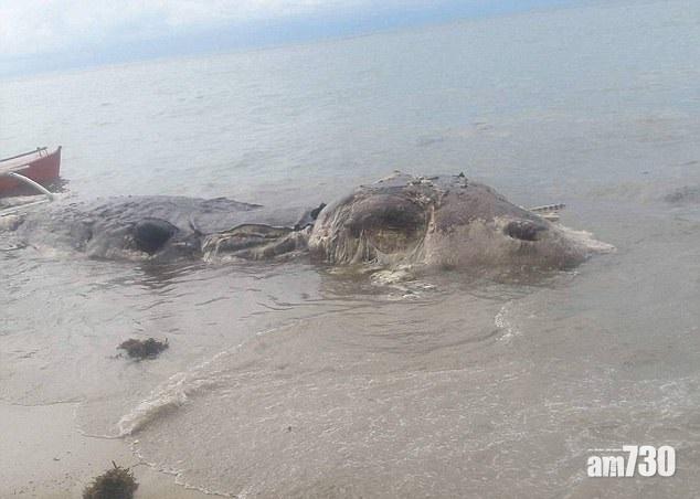 菲海灘現神秘海怪