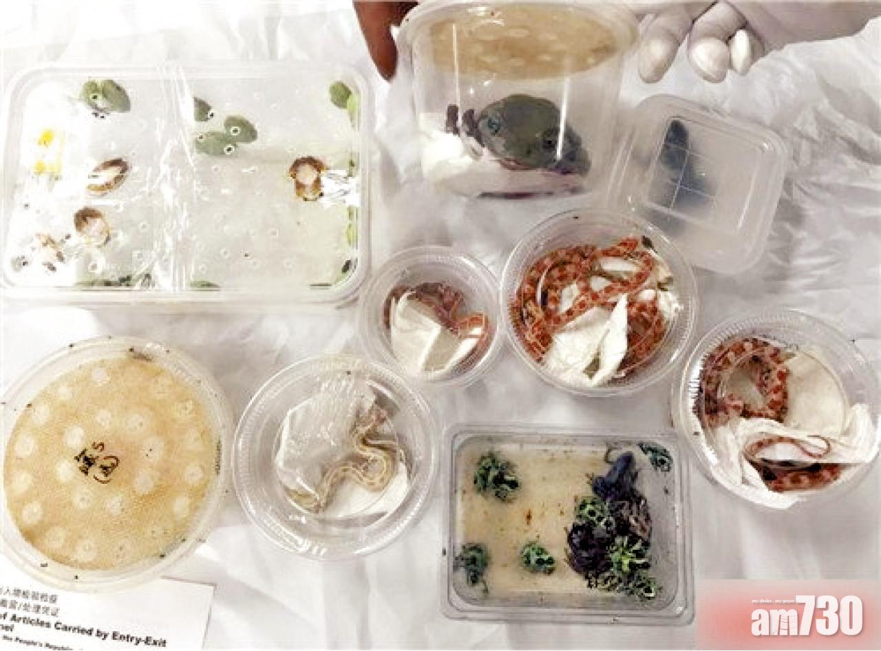 港男走私「最小殺手」入羅湖被截