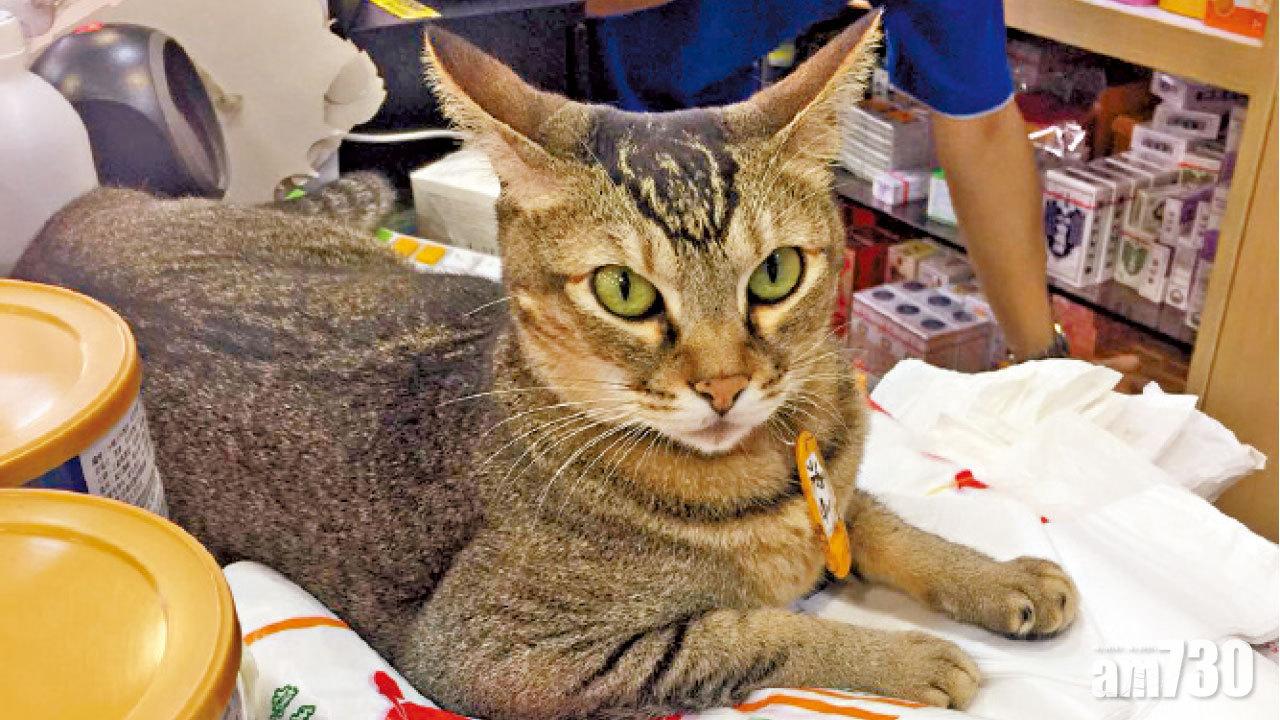 漁護署撤銷「預約拘捕」 貓店長「波子」獲保外就醫