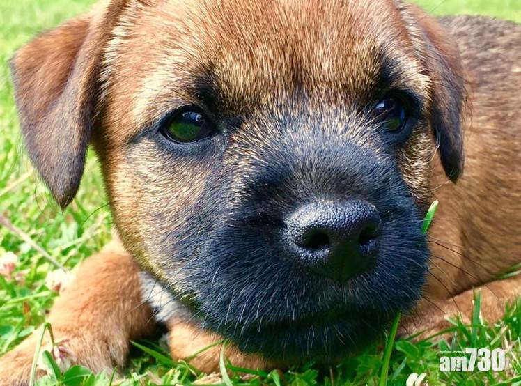 頸圈鈎住門把 小狗「吊頸」慘死