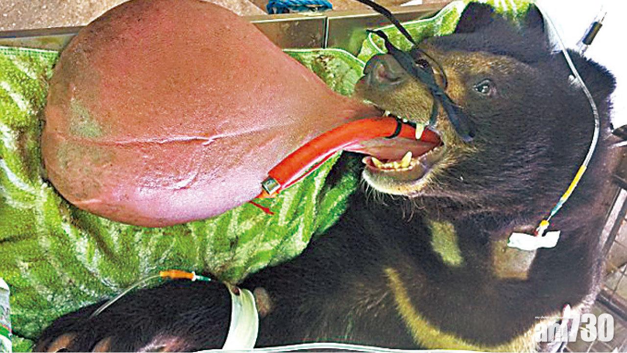 巨脷熊劫後重生