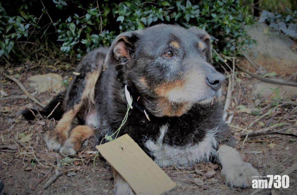 狗狗點解咁夜返？頸圈神秘字條解答