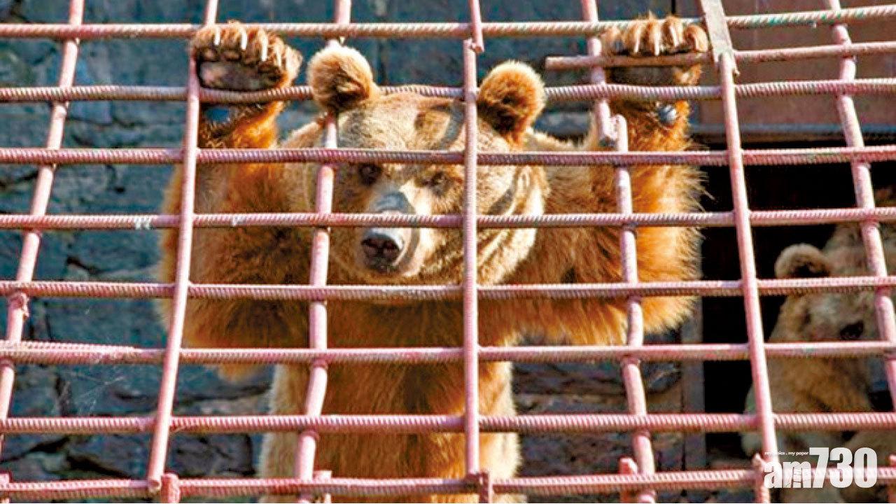 熊困籠中捱餓 置餐廳娛眾