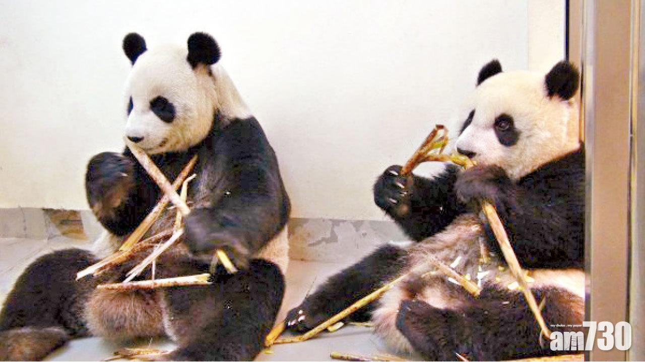 傳熊貓圓圓觸電躲室內  台北動物園：電流很弱