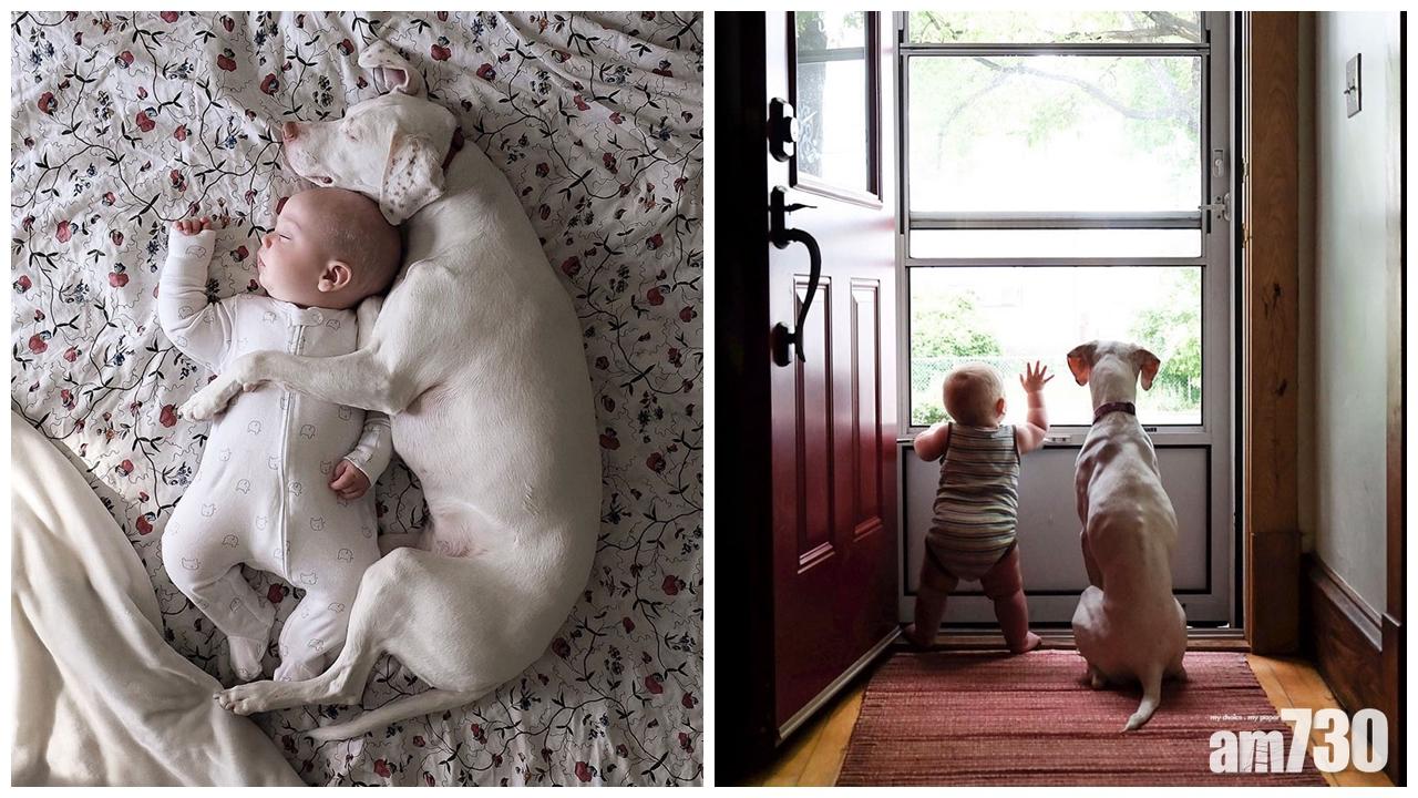 受虐狗狗被BB融化