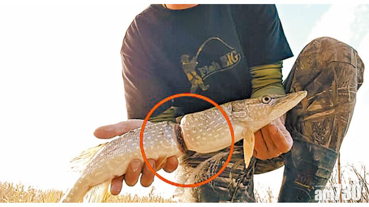 撿走你的垃圾！纖腰魚的控訴