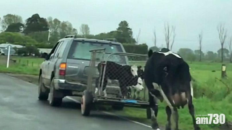 【有片】不捨3小牛被載走 母牛狂追車