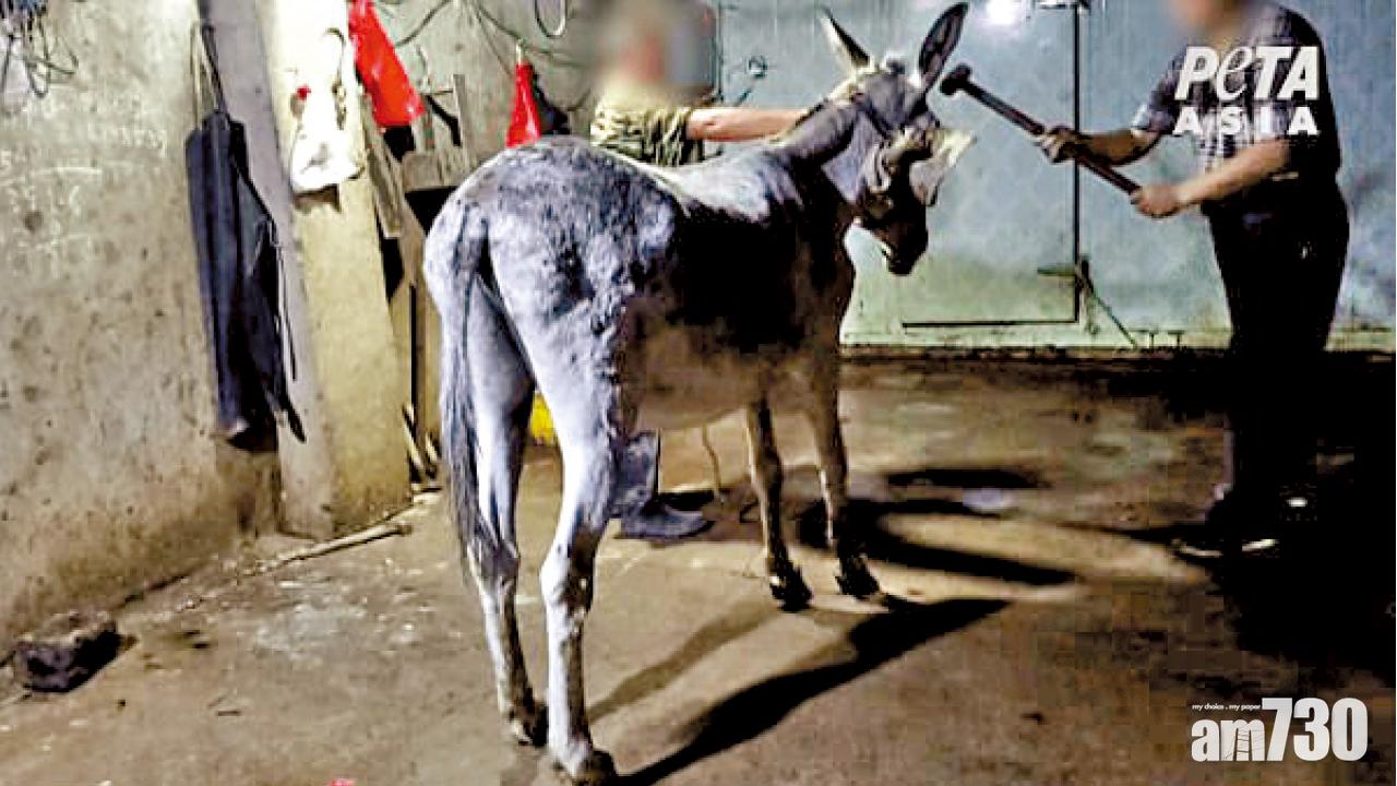 圖片新聞:兇殘製阿膠