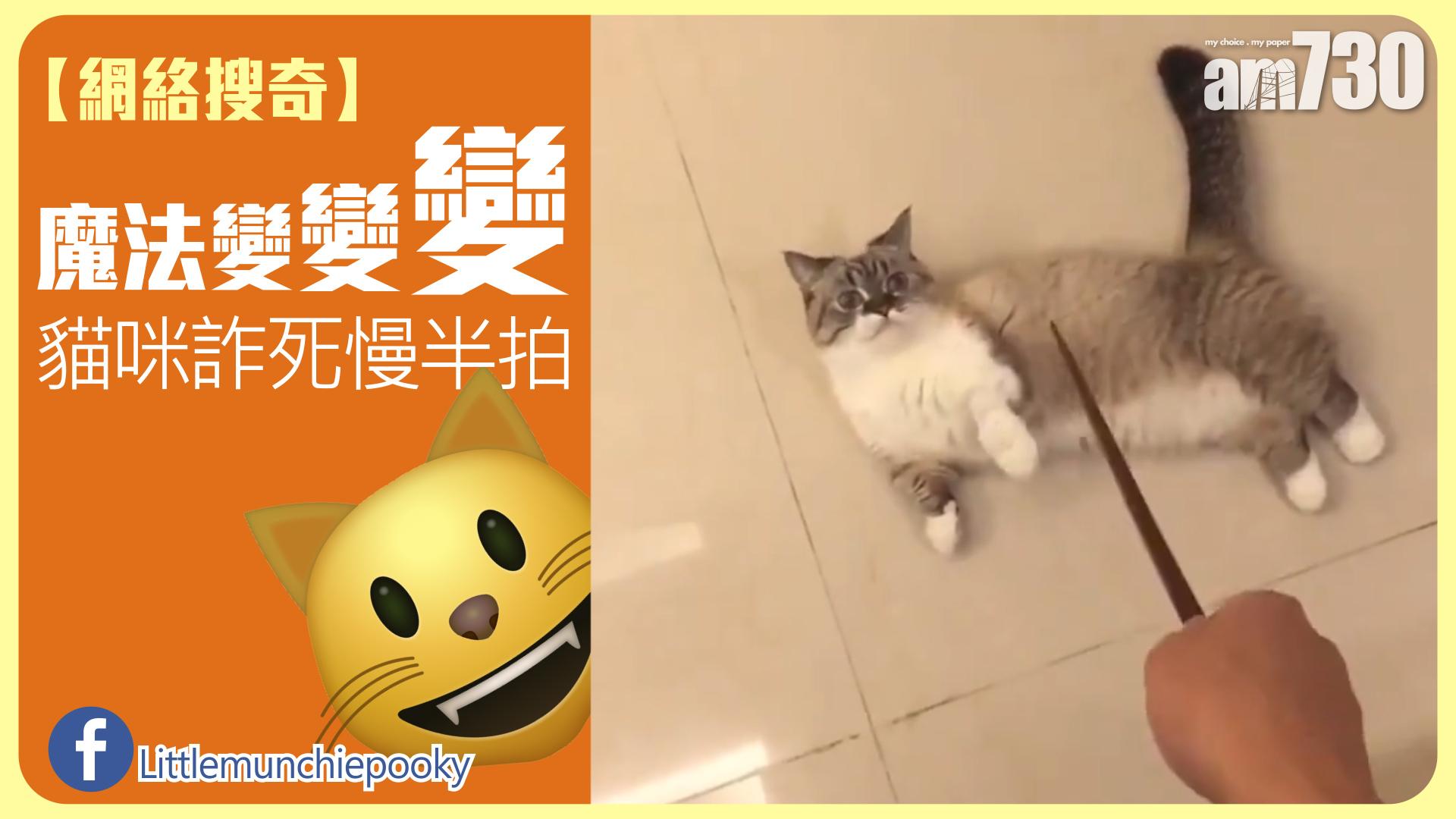 魔法變變變 貓咪詐死慢半拍