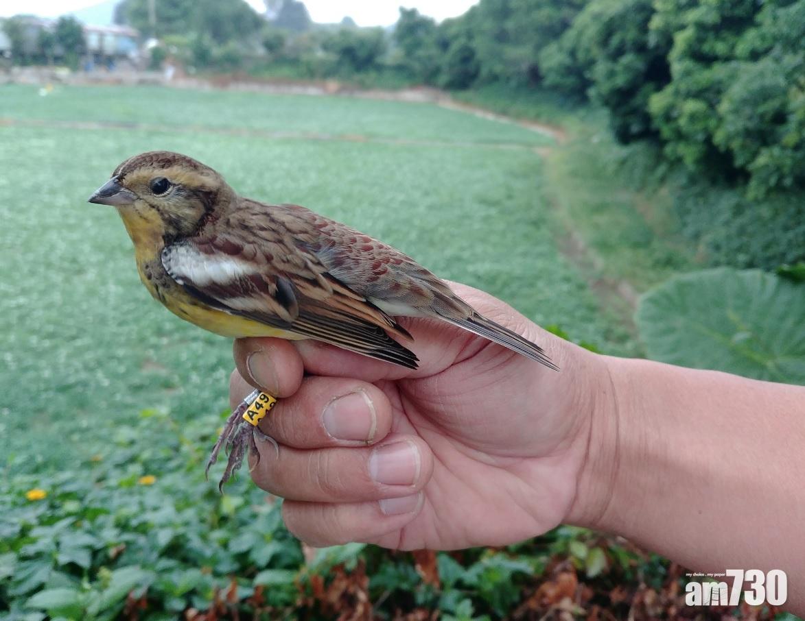 禾花雀比大熊貓更近｢滅絕」威脅