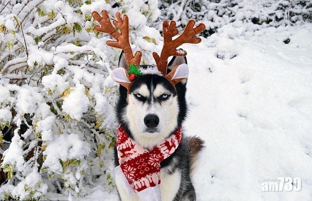 有乜好笑！燶面雪橇犬笑死人